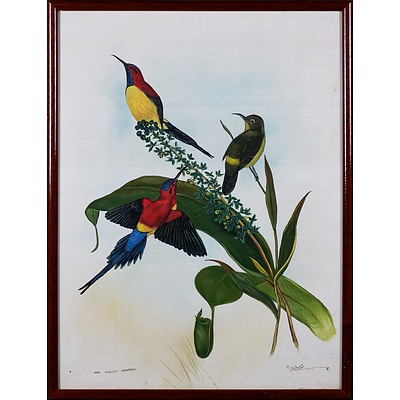 Mrs Gould's Sunbird', Oil on Silk