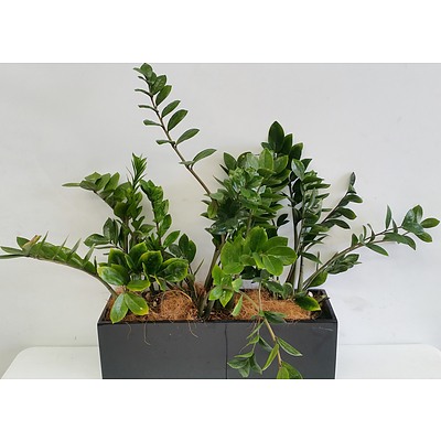 Four Zanzibar Gem(Zamioculus Zalmiofolia) Desk/Benchtop Indoor Plants With Fiberglass Planter Trough