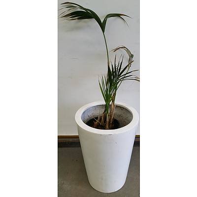 Kentia Palm(Howea Forsteriana) Indoor Plant With Fiberglass Planter
