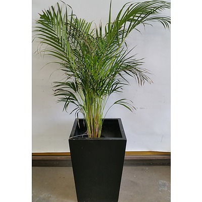 Golden Cane Palm(Dypsis Lutescens) Indoor Plant With Fiberglass Planter
