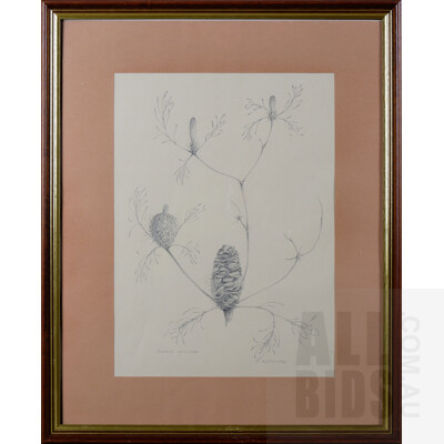 D. J Dunckley, Banksia Spinulosa, Pencil