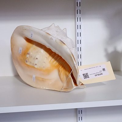 Large Vintage Helmet Conch Shell
