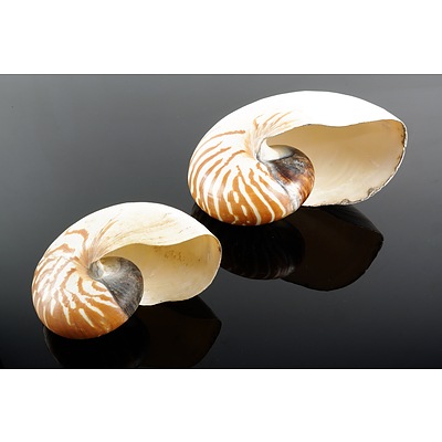 Two Tiger Nautilus Shells (2)