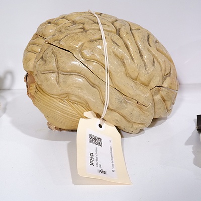 Antique Model of the Human Brain