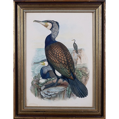 John Gould (1804-1881), Phalacrocorax Carbo (Cormorant), Hand-Coloured Lithograph