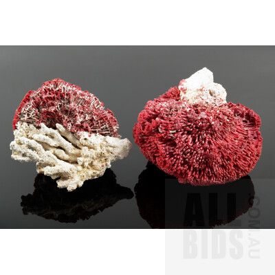 Two Red Coral Specimens