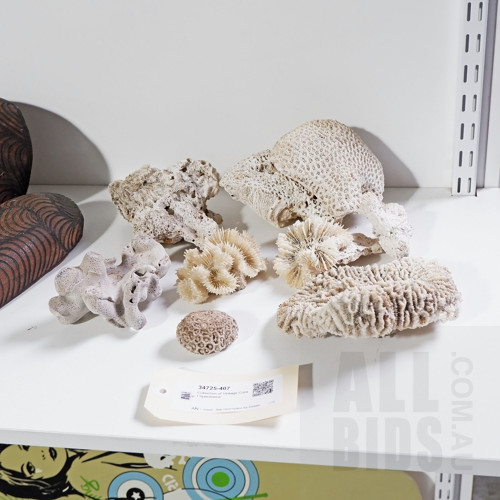 Collection of Vintage Coral Specimens