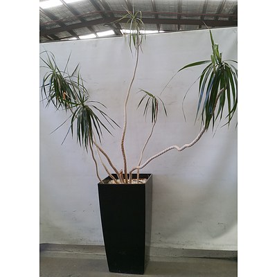 Dragon Tree(Dracaena Draco) Indoor Plant With Fibreglass Planter