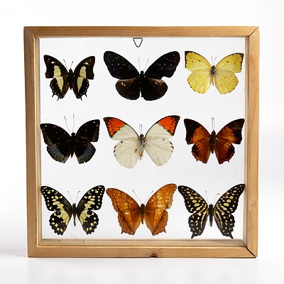 Set of Butterfly Specimens in Shadow Box Frame