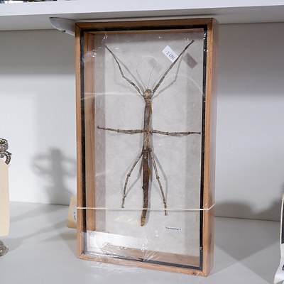 Framed Insect Specimen - Phasmatidae F. Stick Insect