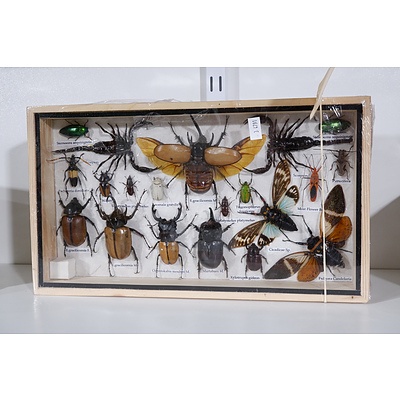 Framed Assortment of Insect Specimens