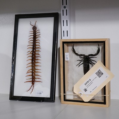Framed Scorpion and Centipede Specimens