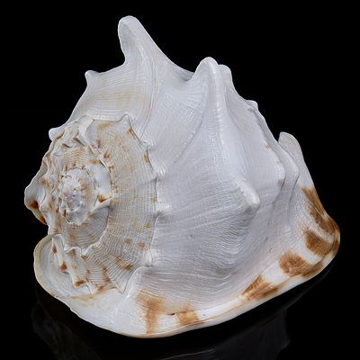 Large Vintage Queen Helmet Conch Shell