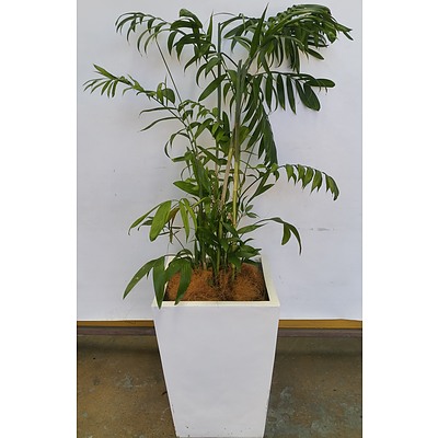 Bamboo Palm(Chamaedorea Seifrizii) Indoor Plant With Fiberglass Planter