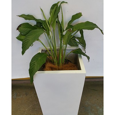 Madonna Lily(Spathiphylum) Indoor Plant with Fiberglass Planter