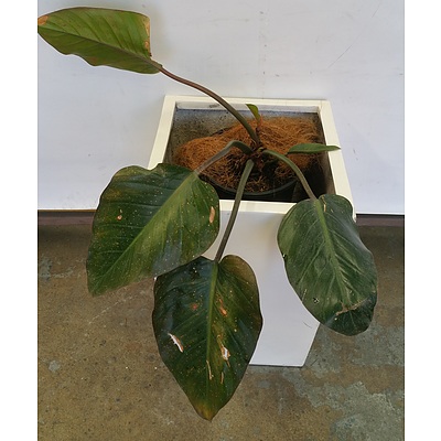 Philodendron 'Rojo Congo Indoor Plant  With Fiberglass Planter