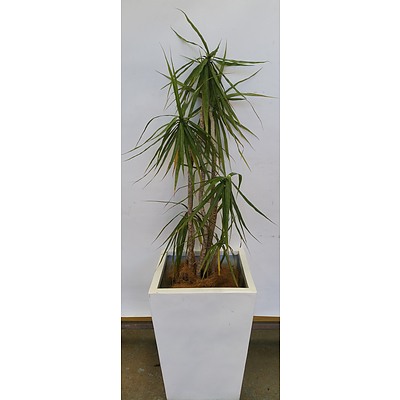 Dragon Plant(Dracaena Draco) Indoor Plant With Fibre Glass Planter