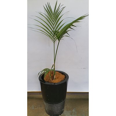 Kentia Palm(Howea Forsteriana) Indoor Plant With Fiberglass Planter
