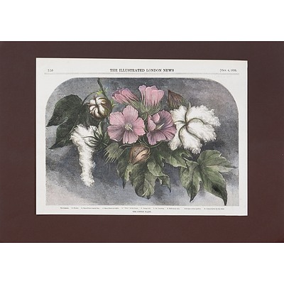 The Cotton Plant 1856, Coloured Engraving
