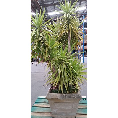 Yucca(Yucca Elephantipes) Outdoor Plant With Concrete Planter