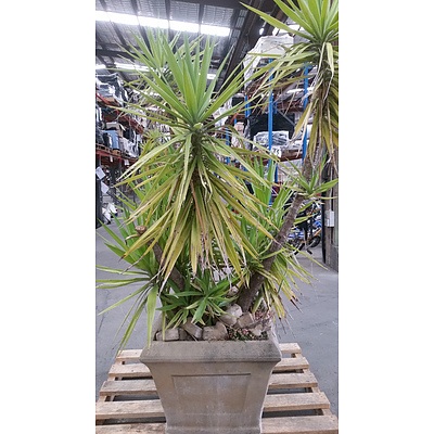 Yucca(Yucca Elephantipes) Outdoor Plant With Concrete Planter