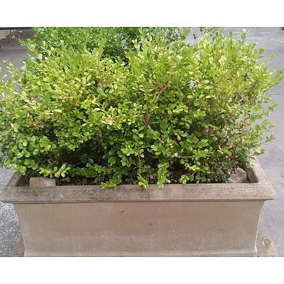 Japanese Box(Buxus Microphylla) Outdoor Plant With Concrete Planter