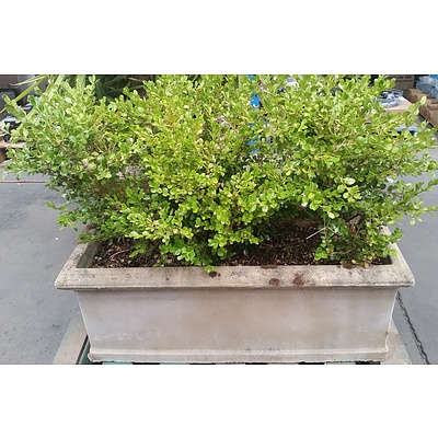 Japanese Box(Buxus Microphylla) Outdoor Plant With Concrete Planter