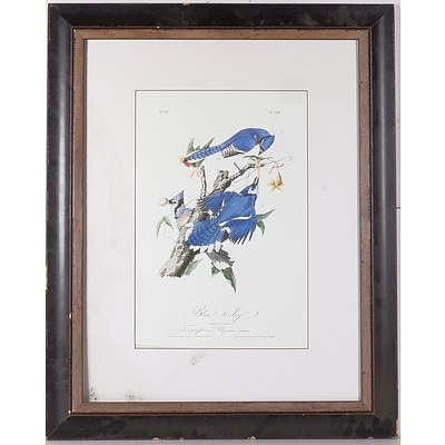 Framed Reproduction Print, Blue Jay