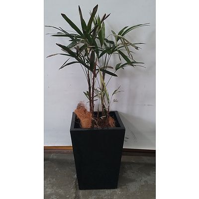 Rhapis Palm (Rhapis Excelsa) Indoor Plant With Fiberglass Planter