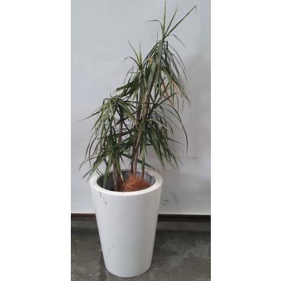 Dragon Tree (Dracaena Draco) Indoor Plant With Fibreglass Planter