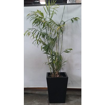 Bamboo Palm (Chamaedorea Seifrizii) Indoor Plant With Fiberglass Planter