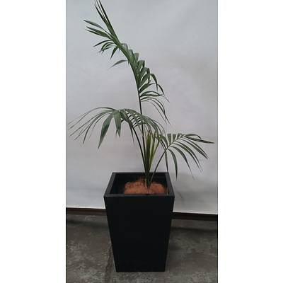 Parlor Palm (Chamaedorea Elegans) Indoor Plant With Fiberglass Planter