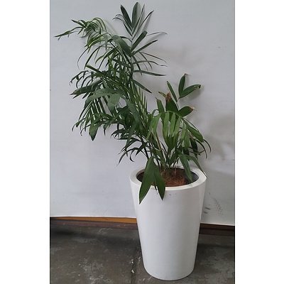 Mixed Palms Indoor Plant With Fiberglass Planter