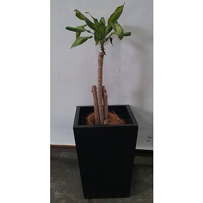 Striped Happy Plant (Dracenea Fragrants Massangeana) Indoor Plant With Fiberglass Planter