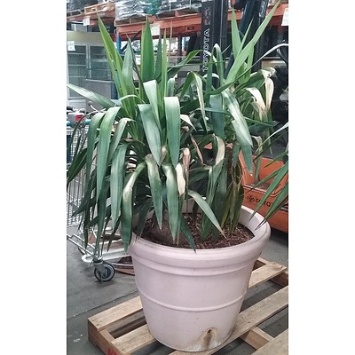 Yucca (Yucca Elephantipes) Outdoor Plant In Cotta Pot
