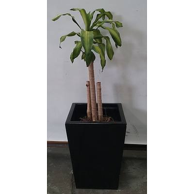 Striped Happy Plant (Dracenea Fragrants Massangeana) Indoor Plant With Fiberglass Planter
