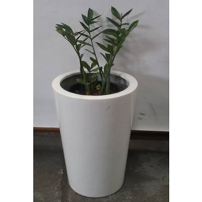 Zanzibar Gem (Zamioculus Zalmiofolia) Indoor Plant With Fiberglass Planter