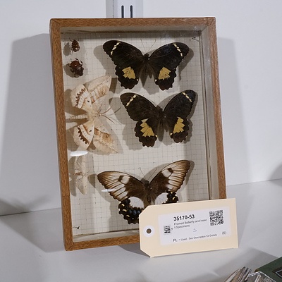 Framed Butterfly and Insect Specimens