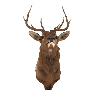 Large Vintage Taxidermy Stag Head with Wall Mount Backing