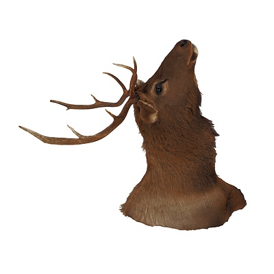 Large Vintage Taxidermy Stag Head with Wall Mount Backing