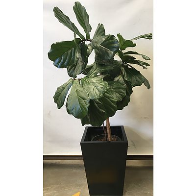Fiddle Leaf Fig (Ficus Lyrata) Indoor Plant With Fiberglass Planter
