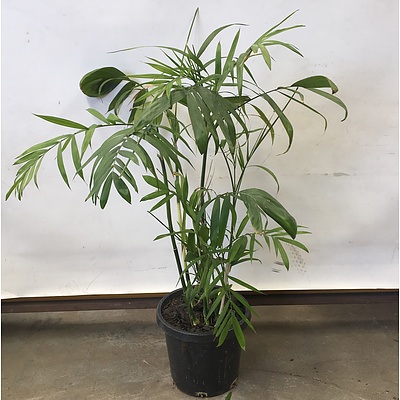 Bamboo Palm (Chamaedorea Seifrizii) Indoor Plant