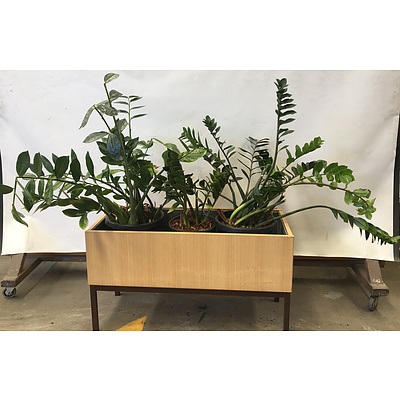 Timber Planter Box With 3 Plants