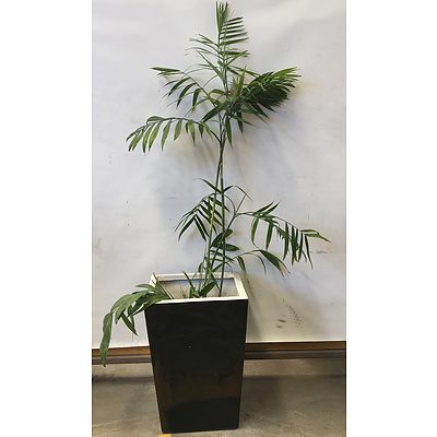 Bamboo Palm (Chamaedorea Seifrizii) Indoor Plant With Fiberglass Planter