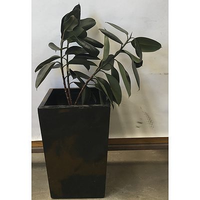 Rubber Tree Indoor Plant With Fiberglass Planter