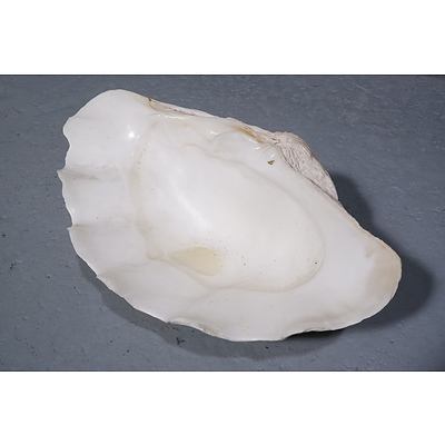 Large Vintage Clam Shell