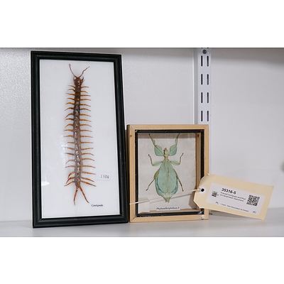Framed Centipede and Phylium Sicipholium Specimens