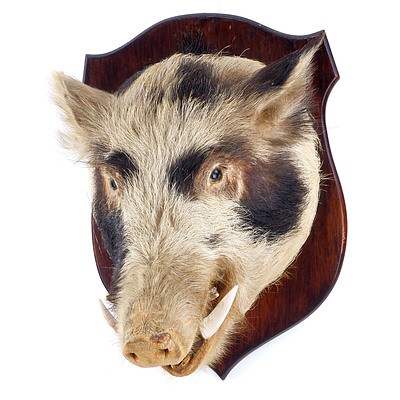 Vintage Taxidermy Boar Head on Timber Mounting Board