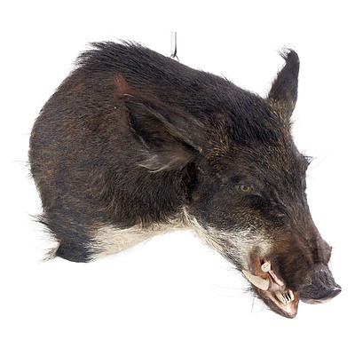 Vintage Taxidermy Boar Head with Hanging Hook