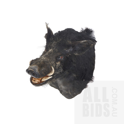 Large Vintage Taxidermy Wild Boar Head With Wall Mount